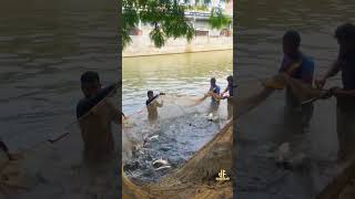 মাছ #bangladesh