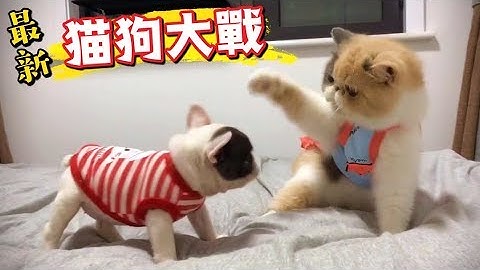 難怪狗狗辣麼傻，豆是給你拍的😠【貓狗大戰】 - 天天要聞