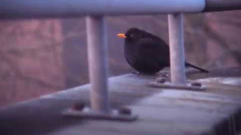 Digtal Super8 cartridge, Black Bird 12bit RAW - Super 8 Hacks