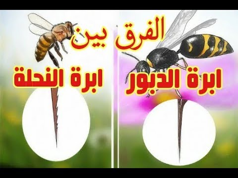 فيديو: كيف يختلف الدبور عن النحلة