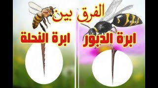 لماذا تبقى ابرة النحلة ملتصقة بعكس ابرة الدبور ؟