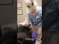 The Real Bad Bunny 🐰Adjustment