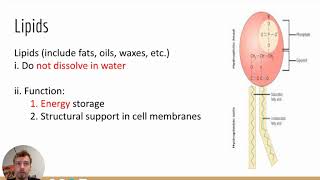 Macromolecule Notes