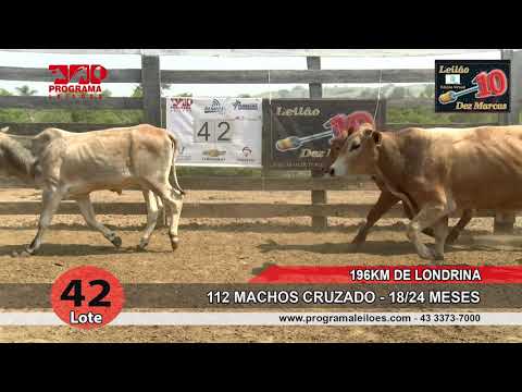 Lote 42