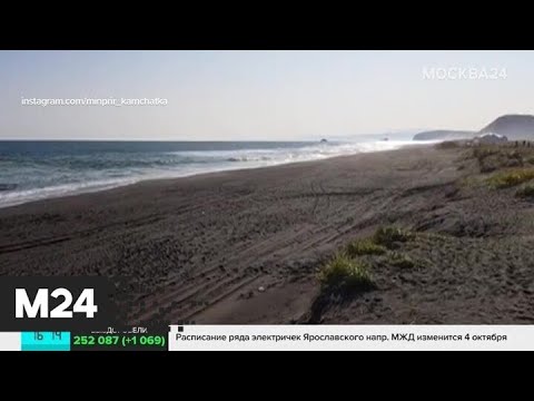 СК проводит проверку информации о гибели морских животных на Камчатке - Москва 24