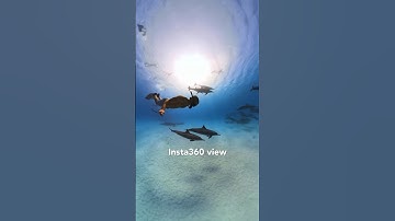 As immersive as it gets 🤩 #insta360 #insta360water #dolphins #freediving