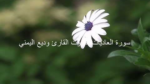 سورة العاديات بصوت القارئ وديع اليمني #سورة_العاديات_بصوت_القارئ_وديع_اليمني