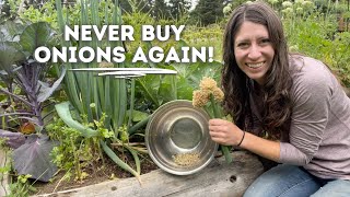 How to save ONION SEEDS so you never have to buy them!