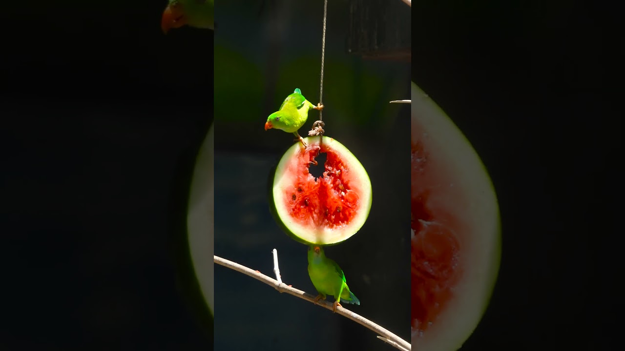 The Colorful World of Hanging Parrots 