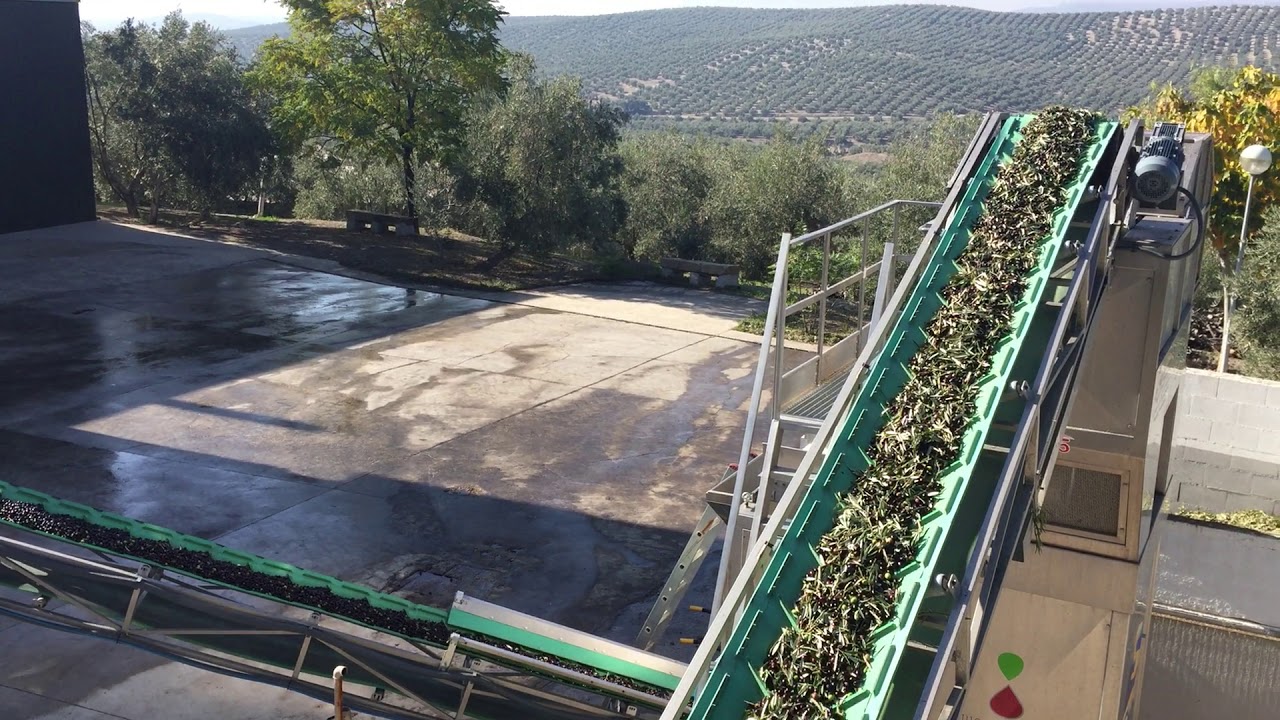 Olive Oil Making in Spain YouTube