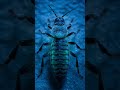 How Insects Survive Seasonal Changes