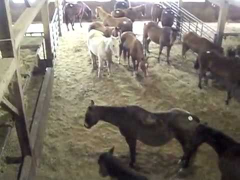 Auctions In Ohio >> Sugarcreek Livestock Auction in Tuscarawas County - YouTube Auctions In Ohio >> Sugarcreek Livestock Auction in Tuscarawas County - YouTube