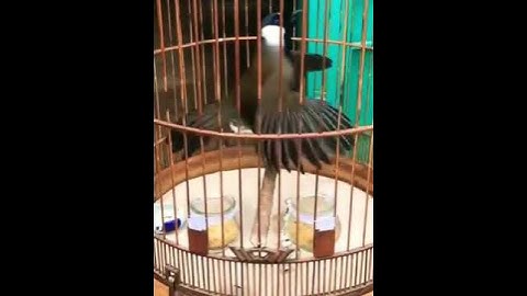 khướu bạc má hót múa bung xòe cánh hay cực đỉnh quá phê