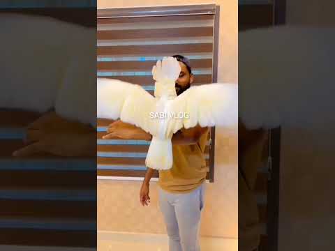 #cockatoo
