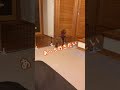厄介なことは真似してすぐに覚えるトイプードル #shorts