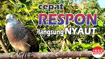 suara burung Perkutut Lokal Gacor di alam liar manjur buat masteran