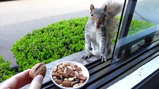 New squirrel sees me for the first time