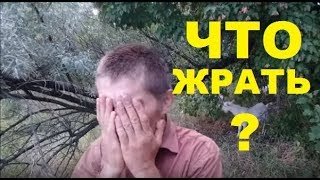 Выживание в природе. Питание в мае июне. Животные. Выживание в природе. Питание в мае июне. Животные.