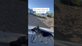 Tyson got Talent #dog #germanshepherd #cutedog #shorts #dogwalkinghimself #funnydogs #viral