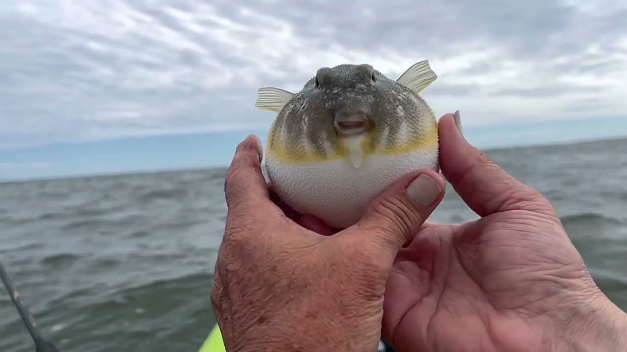 RAPTR Adventures Episode 11 Kayak Fishing Barnegat Bay, NJ, for Blowfish YouTube