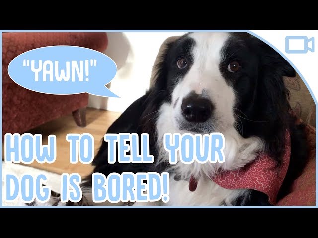 Bored Dogs: How to Recognize and Solve Doggy Boredom