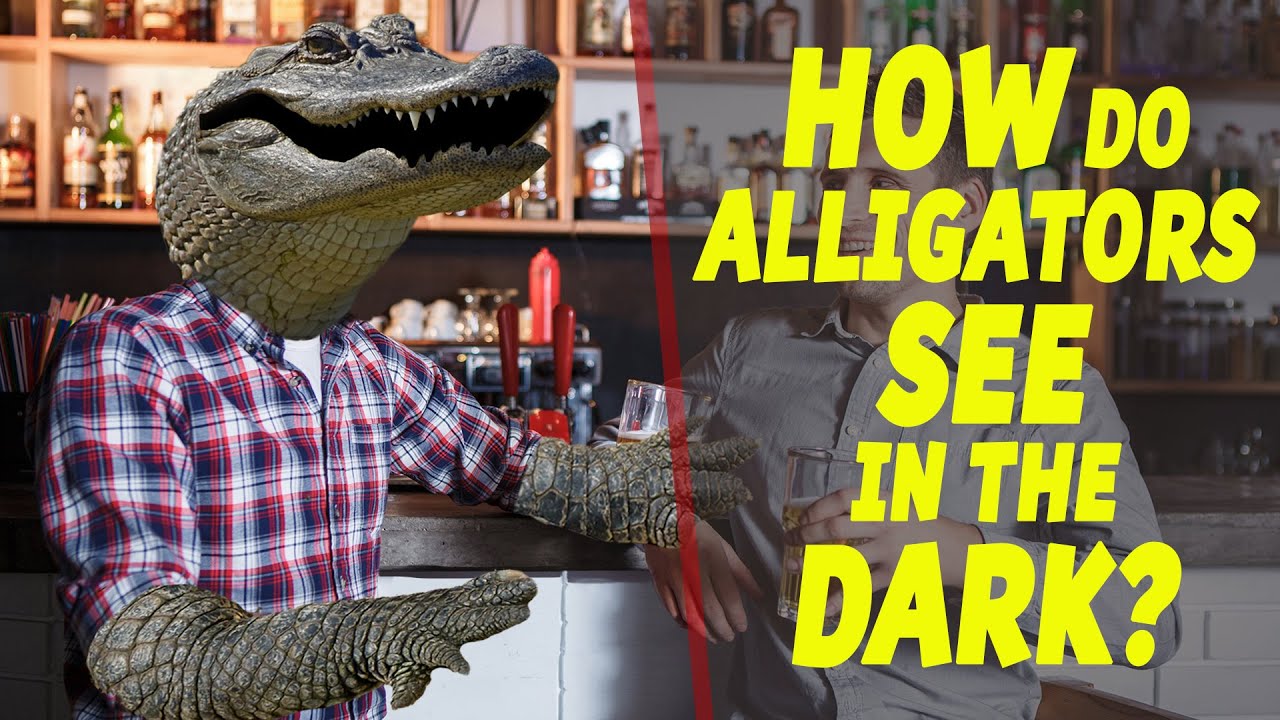 How Do Alligators See In The Dark?