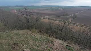 Dąb omszony. Rezerwat Przyrody Bielinek. Nadleśnictwo Chojna. Dendrologia. Badanie drzew.