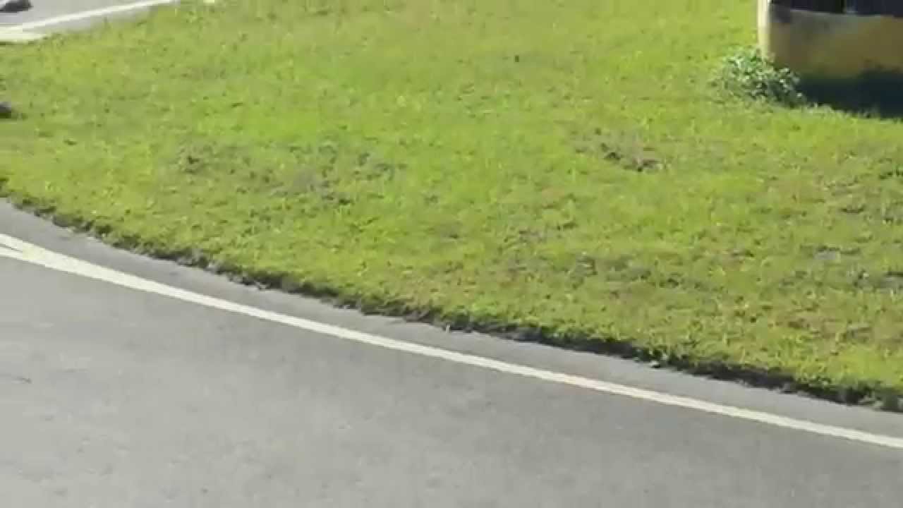 Quarter Midget Car New Smyrna Speedway Quarter Midget Car New Smyrna Speedway