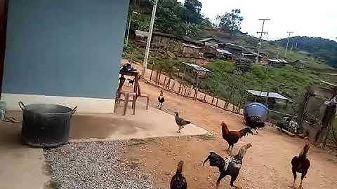 nkauj hmoob toj Siab lub neej ces yeej Ib txwm pub qaib xwb os