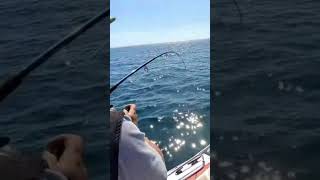 Gummy Shark Fishing In Port Phillip Bay
