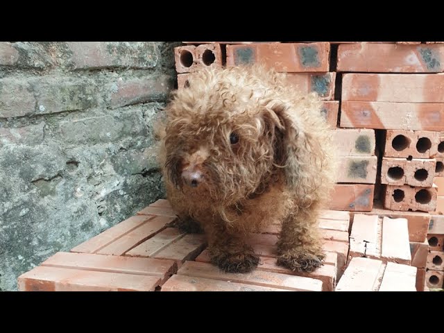 Giải cứu bé poode bị chủ bỏ rơi - YouTube