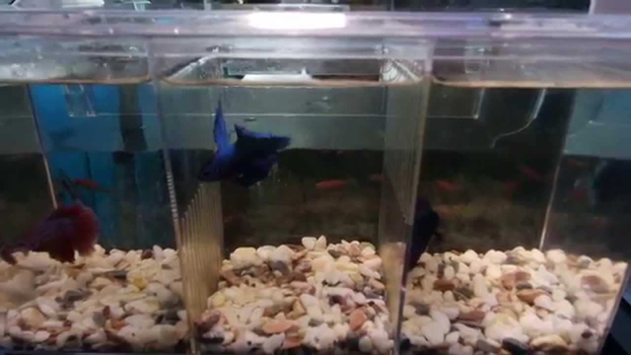 Петушки Супер Дельта - Betta Splendens Super Delta