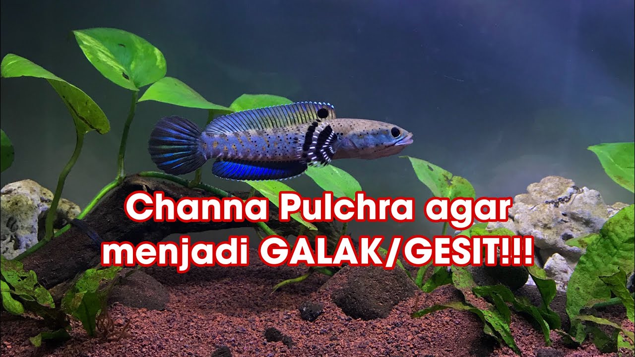 CHANNA PULCHRA - CARA MEMBUAT CHANNA PULCHRA MENJADI GALAK/GESIT 