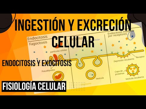 ✔INGESTION Y EXCRECION CELULAR QUE TIENES QUE SABER - ENDOCITOSIS Y EXOCITOSIS - FISIOLOGIA👌