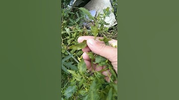 penyebab keriting daun cabe rawit#shorts