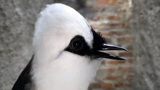 Poksay Jambul Gacor Dor Owor Owor