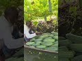 🥒 Farming when land disappears in Bangladesh #anthropology #ancestralknowledge #vergersdumonde