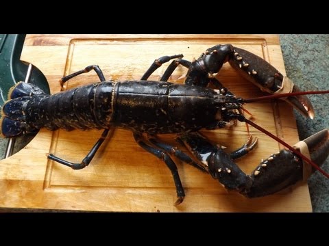 Lobster How To Prepare And Cook A Live Lobster-11-08-2015
