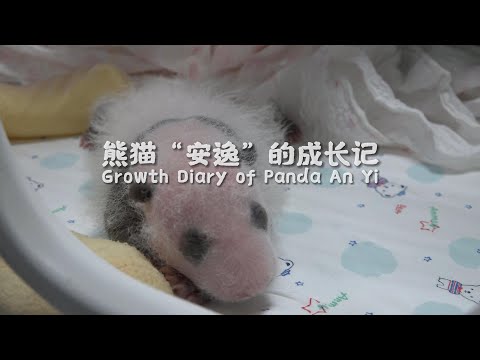 《熊貓主題趴》熊貓“安逸”的成長記 | iPanda熊貓頻道