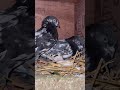 #bhat pigeons Kupwara#viralvideo #pigeon lovers #1millionviews #1millionsubscribers
