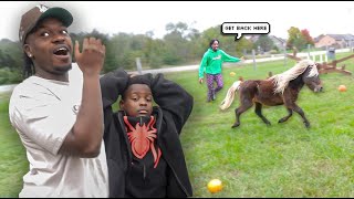 Crazy Pony Escaped At the Pumpkin Patch!