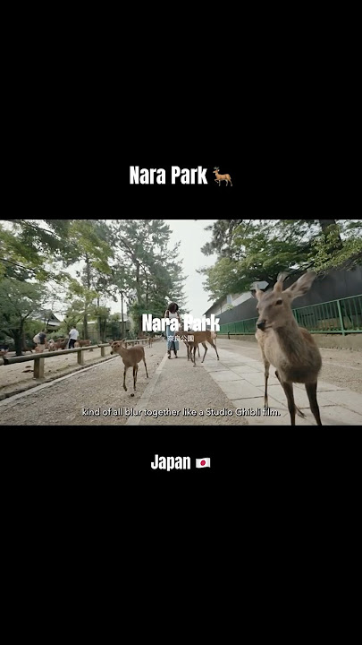 📍Nara Park, Japan 🇯🇵🦌 #explore #travel #vlog #foryou