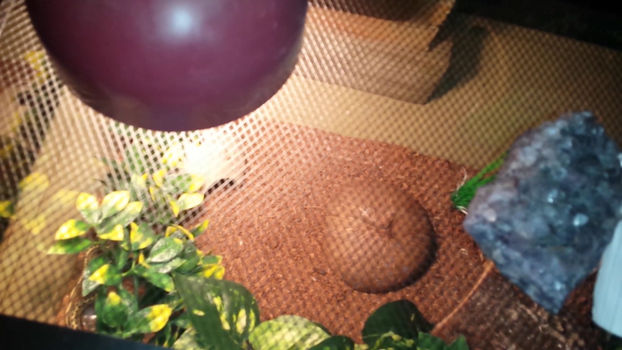 How I heat my snake enclosures YouTube