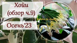 видео: Очень длинный обзор хой. Осень'23. Как раз для рюмочки чая! 😉 картинка: Очень длинный обзор хой. Осень'23. Как раз для рюмочки чая! 😉
