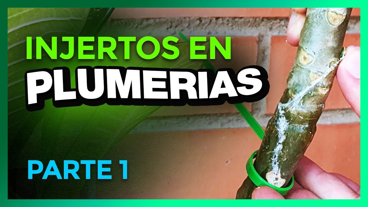 😮Como Injertar Plumerias | Paso a Paso | PARTE 1 🌱 #plumeriagrafting #injertos #plumeria