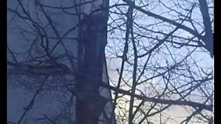 Video Olympus Fe 310 Часть 1 (author: Глеб Сметанин)