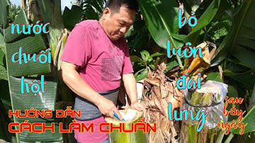 Cách lấy nước cây chuối chữa đau lưng/Ai Ho