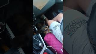 Спасли собаку с трассы в Калужской области и забрали себе❤