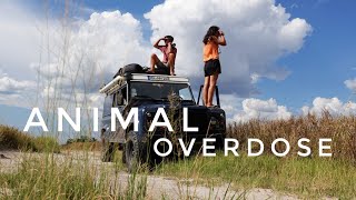 Too Many Animals to Handle in Chobe National Park // EP.51