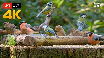 🔴 24/7 LIVE: Cat TV for Cats to Watch 😺 The Cutest Little Birds on Earth 🐿️ Cat Games No Squirrels